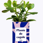 Plante de cagole - Cactus