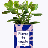 Plante de cagole - Cactus