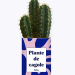 Plante de cagole - Cactus