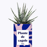 Plante de cagole - Cactus