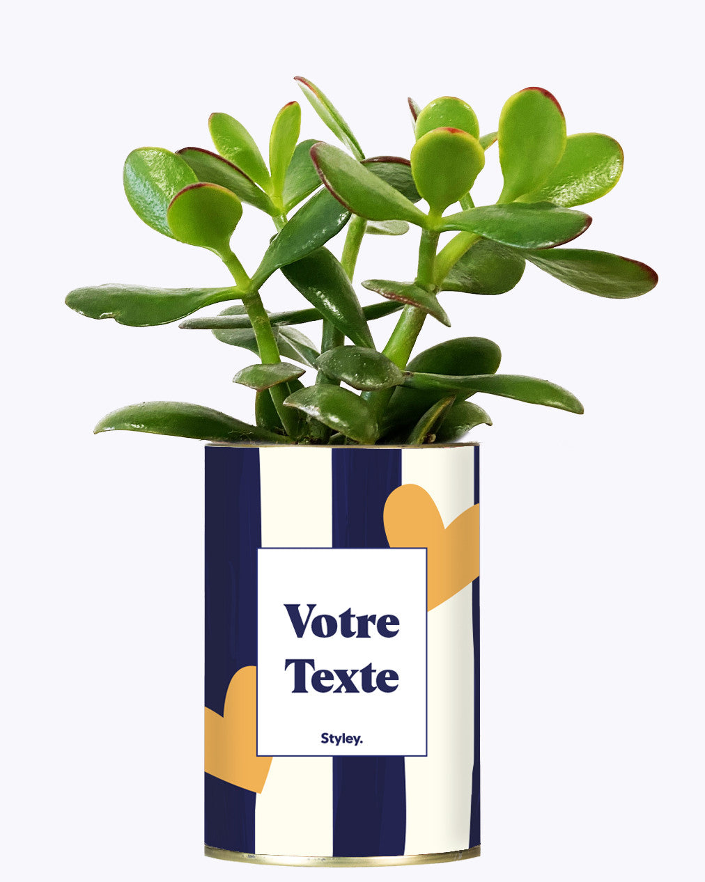 Cactus Côme - Personnalisable