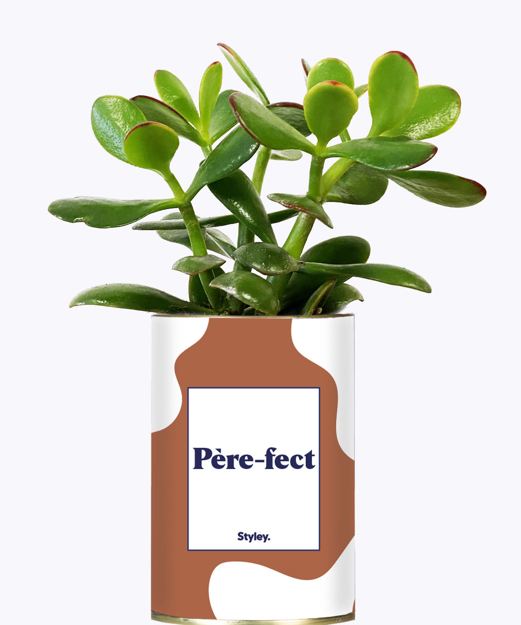 Père-fect - Cactus
