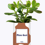 Père-fect - Cactus