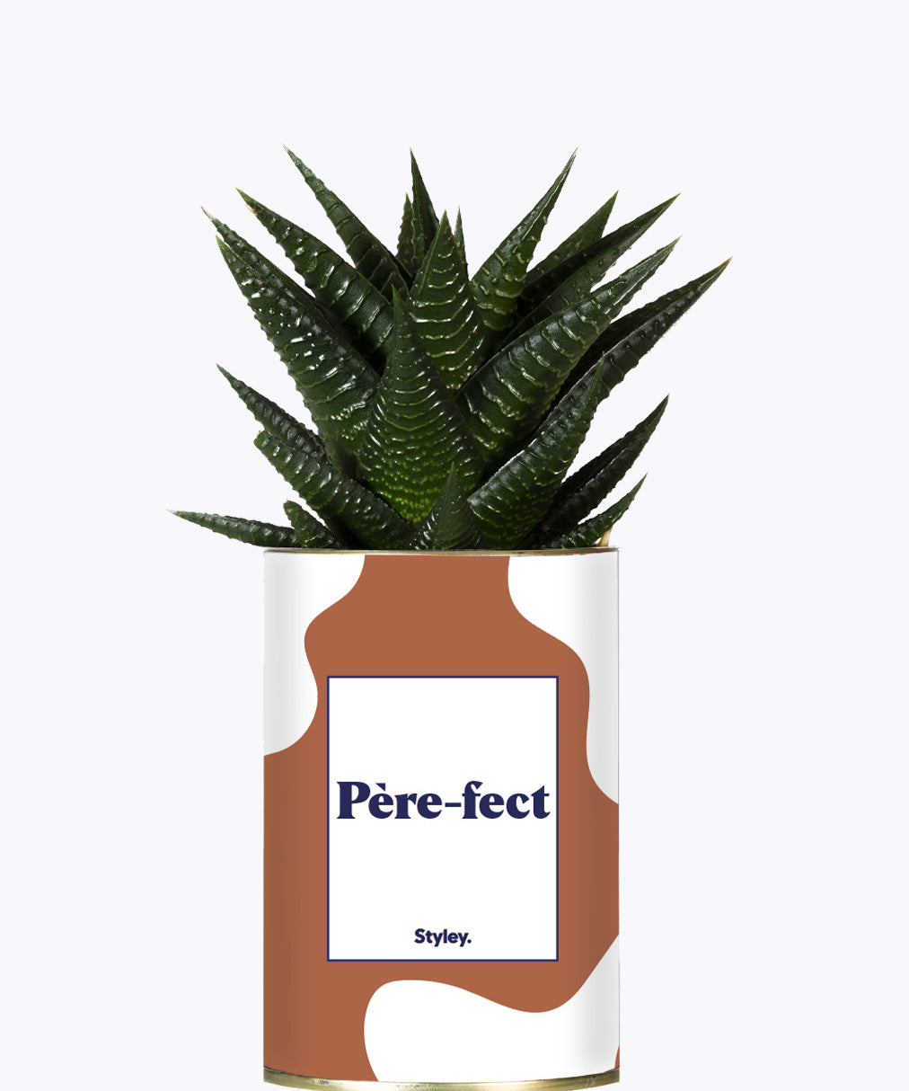 Père-fect - Cactus