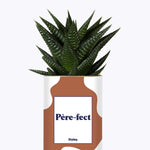 Père-fect - Cactus
