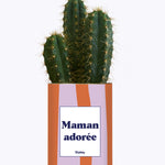 Maman adorée - Cactus