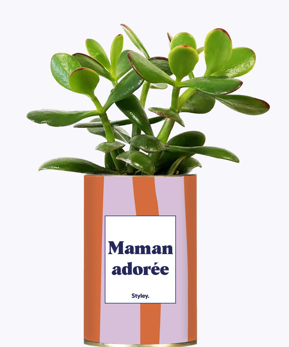 Maman adorée - Cactus