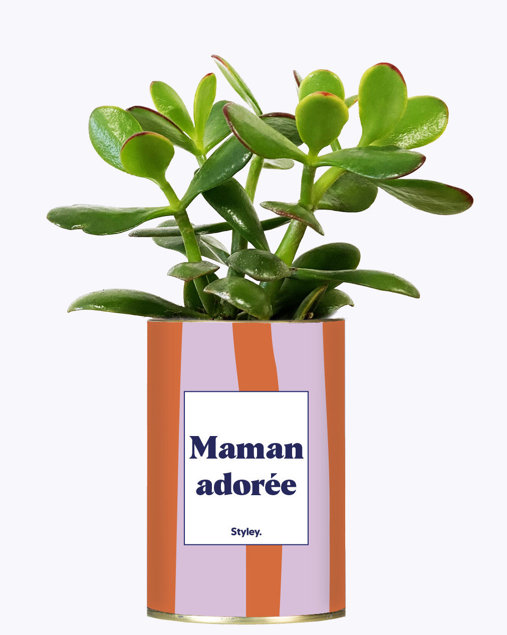 Maman adorée - Cactus