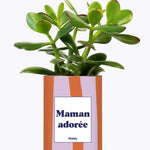 Maman adorée - Cactus