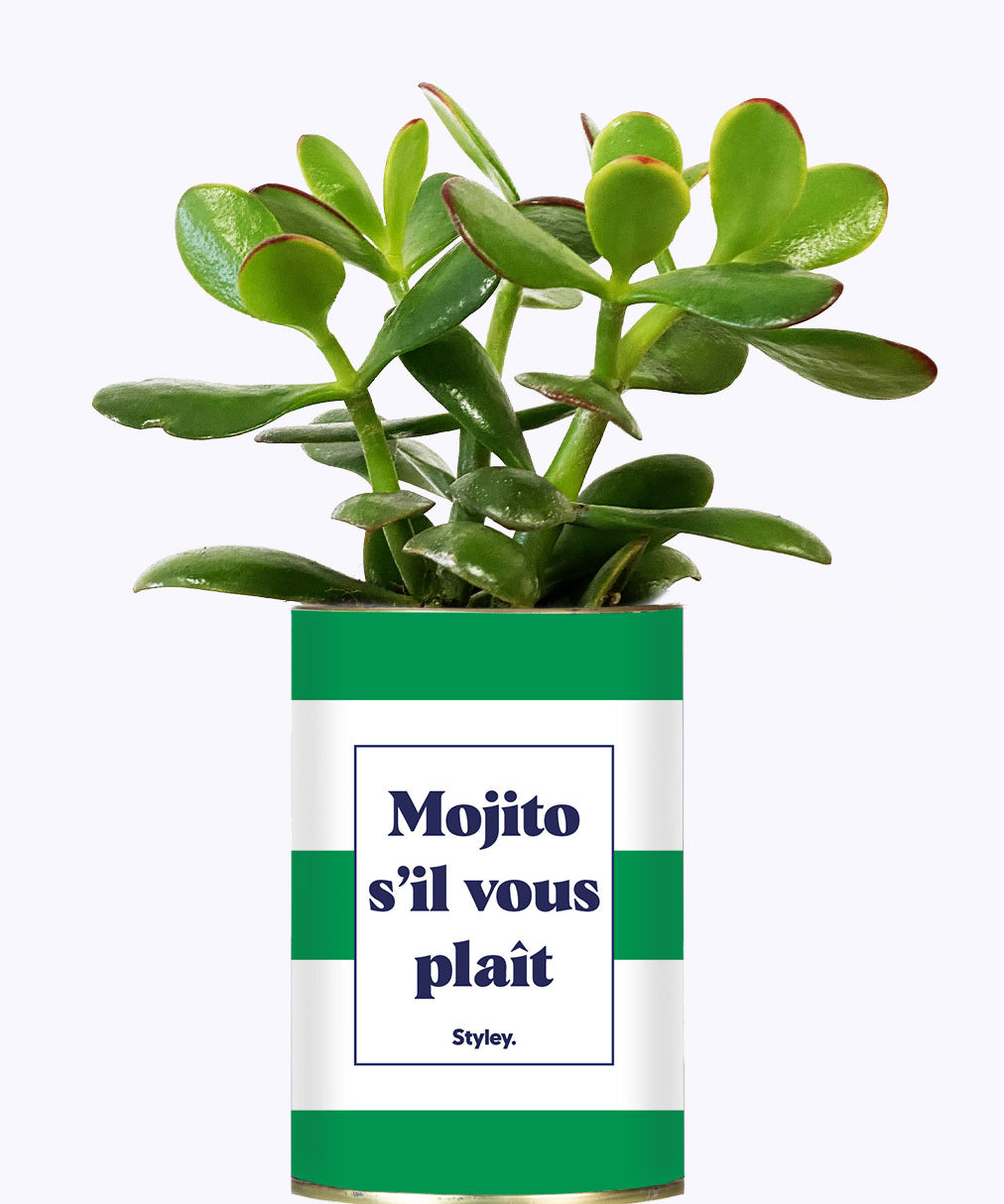 Mojito S'il vous plait - Cactus