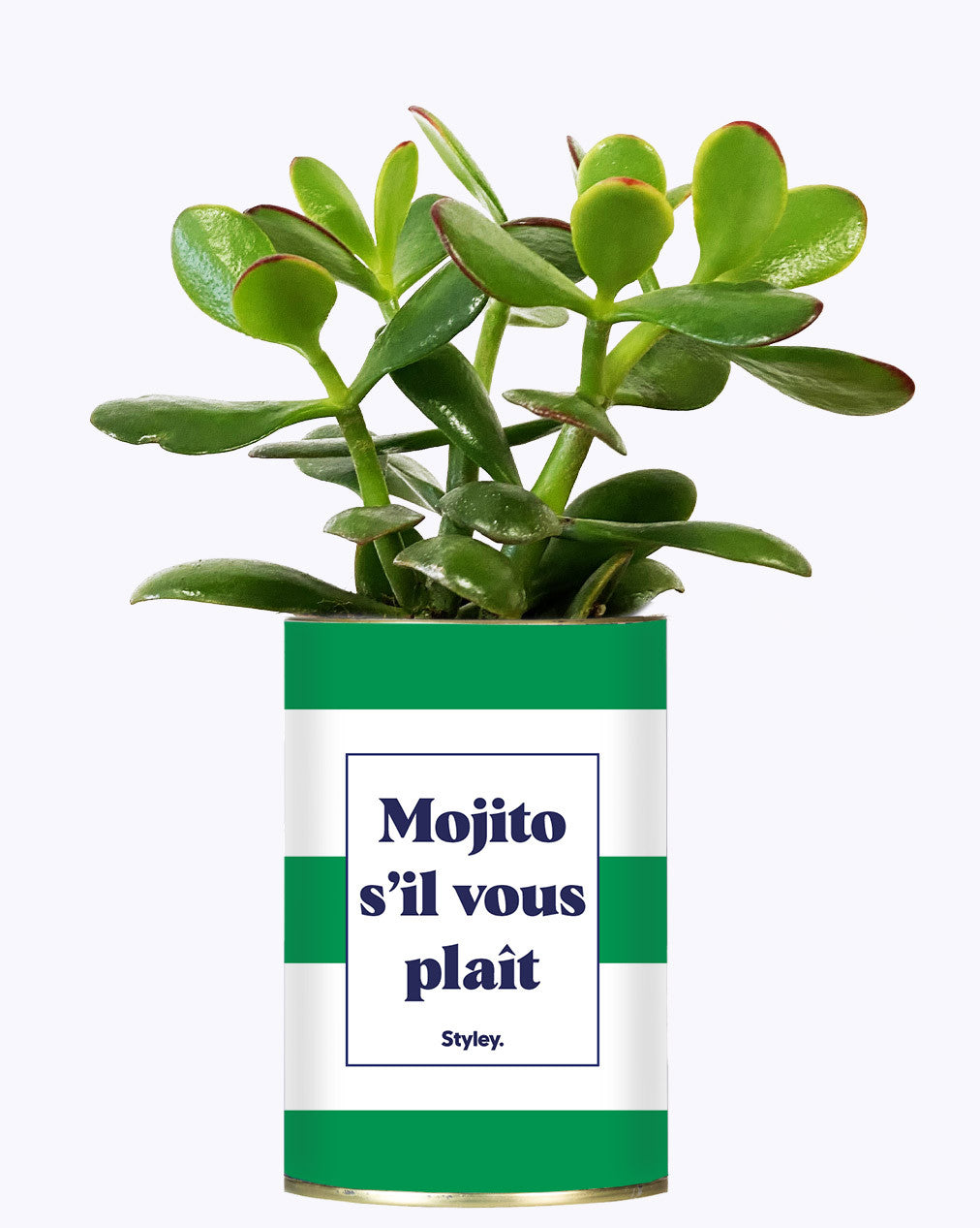 Mojito S'il vous plait - Cactus