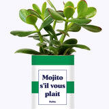 Mojito S'il vous plait - Cactus