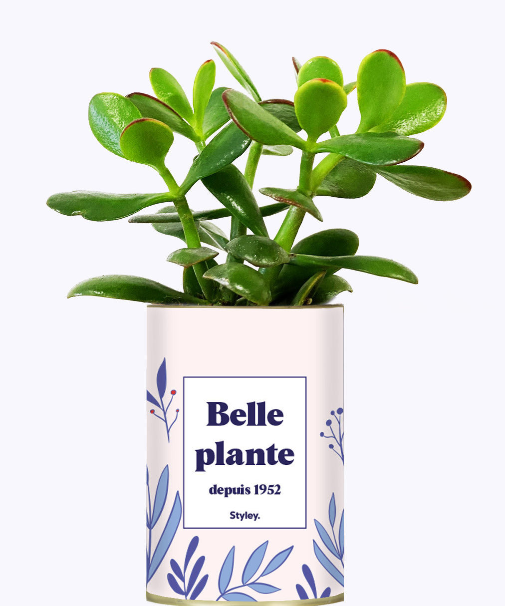 Belle plante personnalisable  - Cactus
