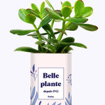 Belle plante personnalisable  - Cactus