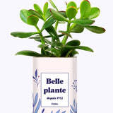 Belle plante personnalisable  - Cactus