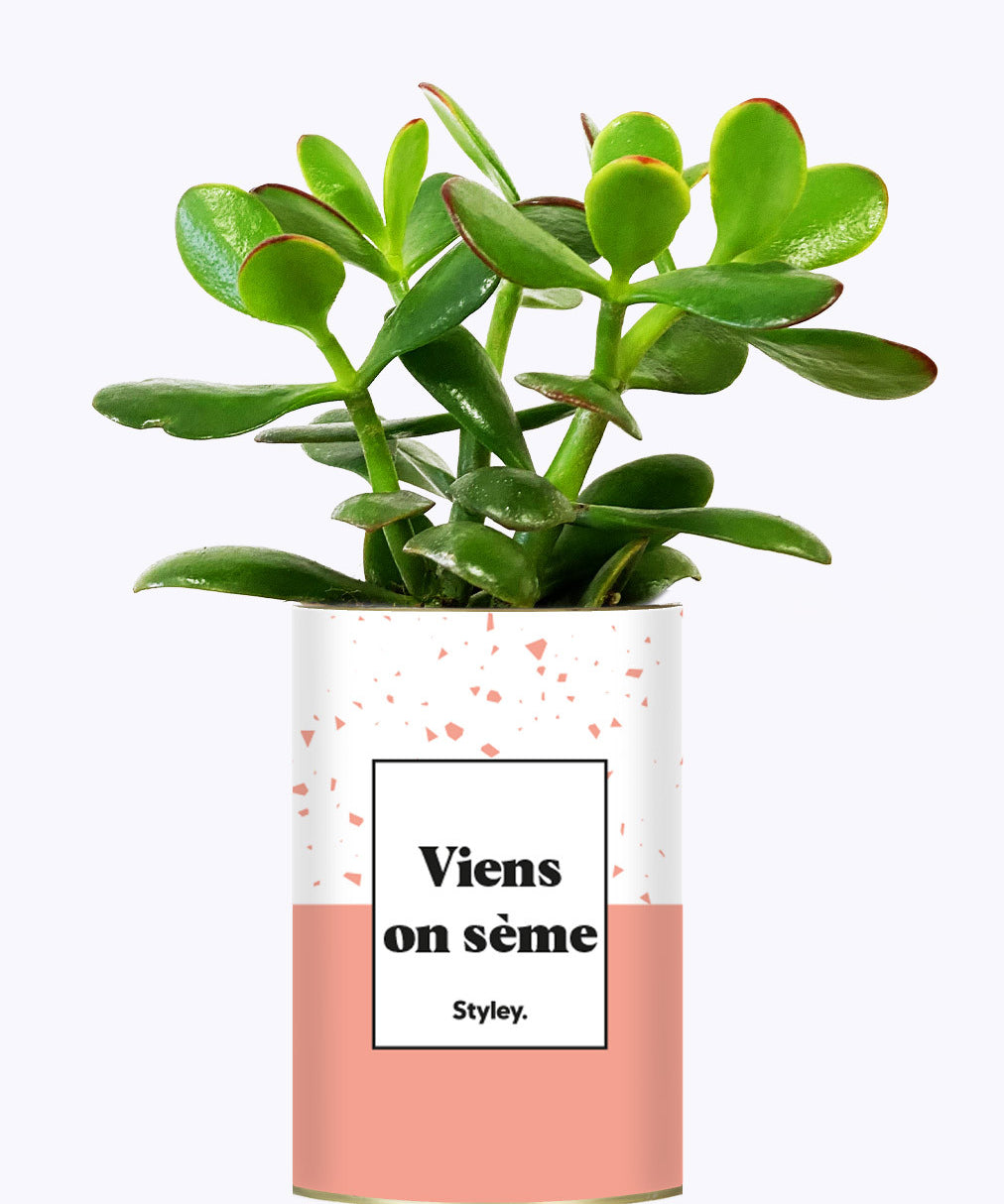 Viens on sème - Cactus