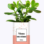 Viens on sème - Cactus