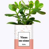 Viens on sème - Cactus