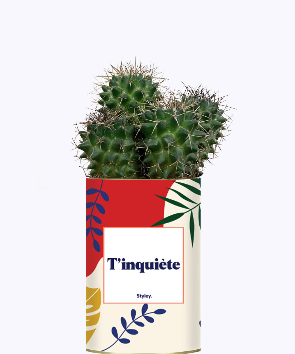 T'inquiète - Cactus