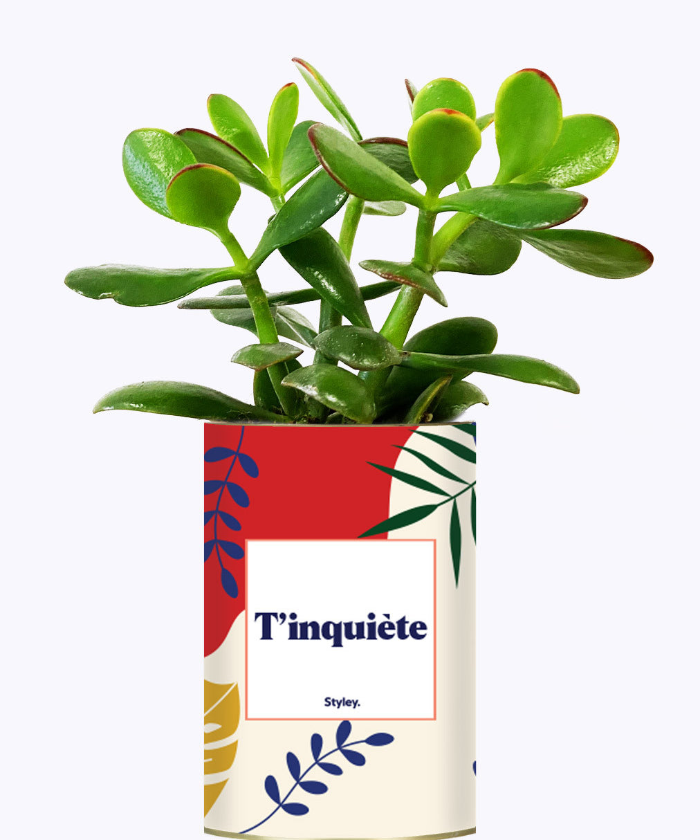 T'inquiète - Cactus