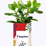 T'inquiète - Cactus
