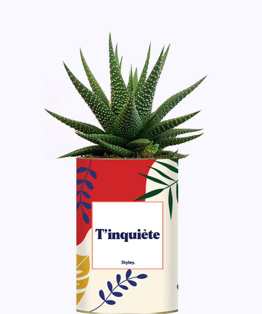 T'inquiète - Cactus