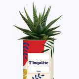 T'inquiète - Cactus