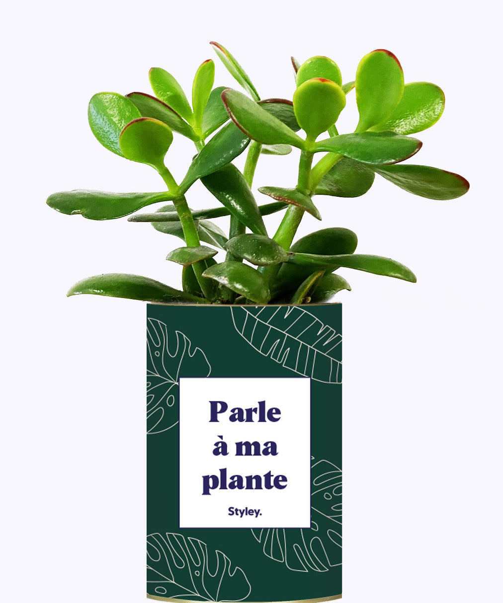 Parle à ma plante - Cactus