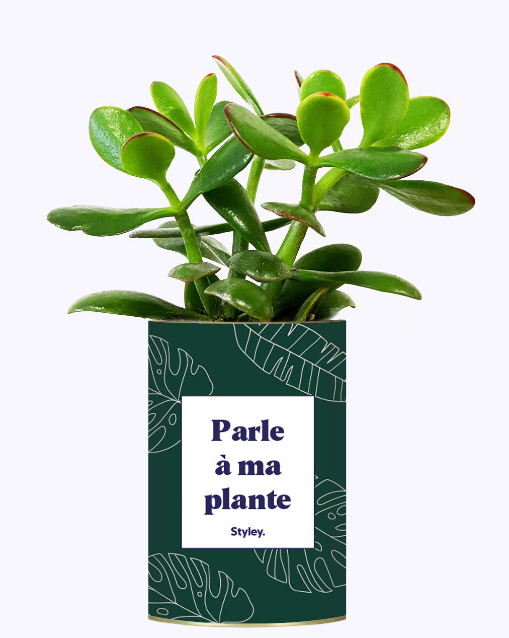 Parle à ma plante - Cactus