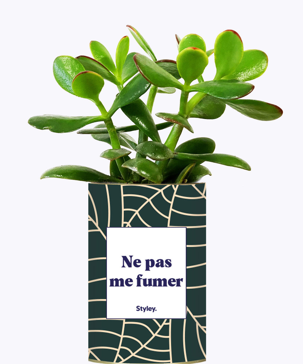 Ne pas me fumer - Cactus