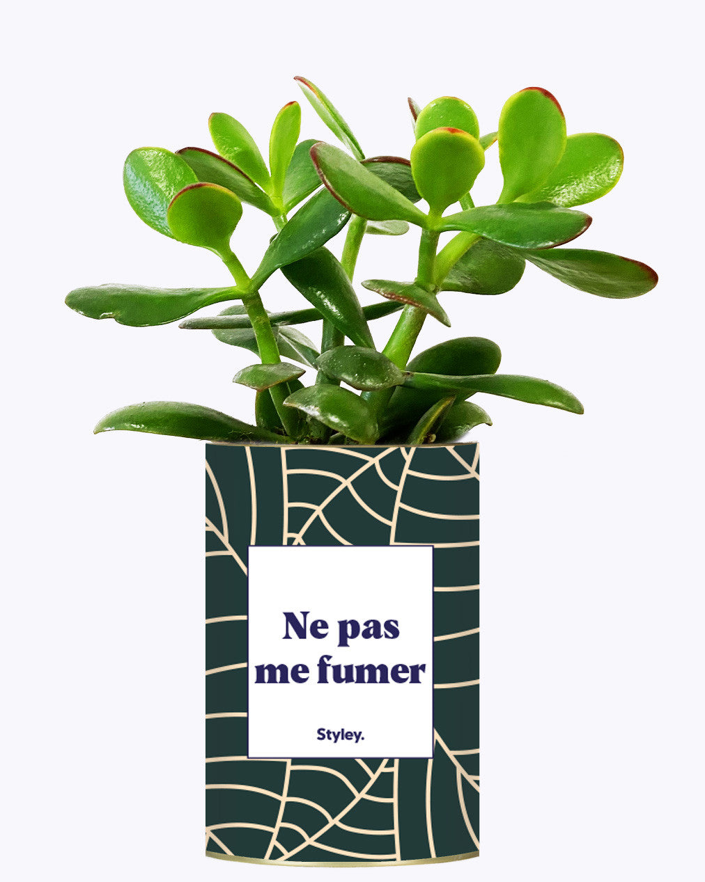 Ne pas me fumer - Cactus