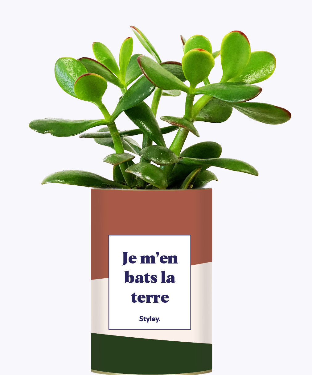 Je m'en bats la terre - Cactus