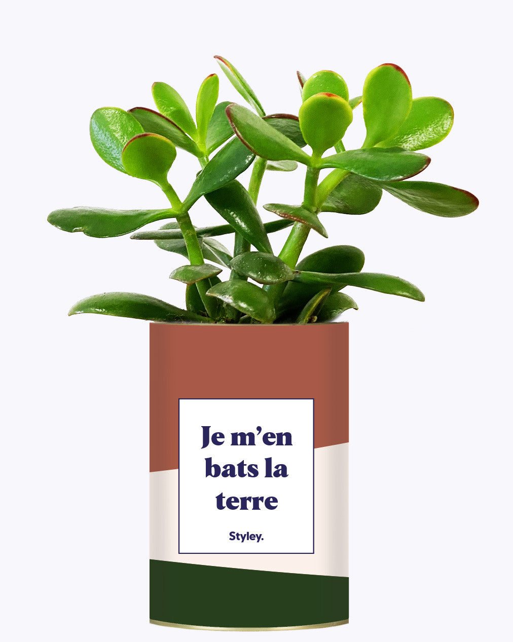 Je m'en bats la terre - Cactus
