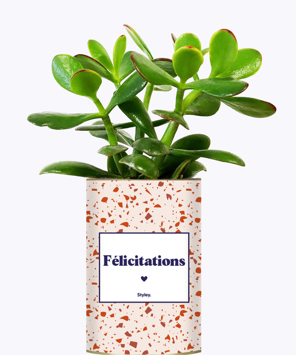Félicitations - Cactus