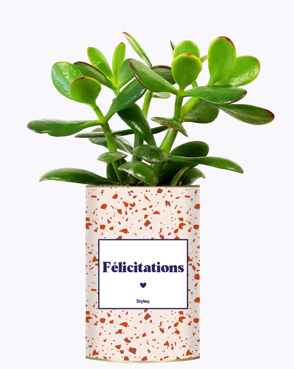 Félicitations - Cactus