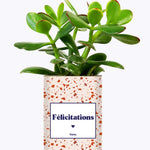 Félicitations - Cactus