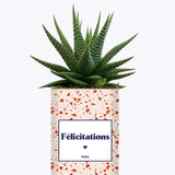 Félicitations - Cactus