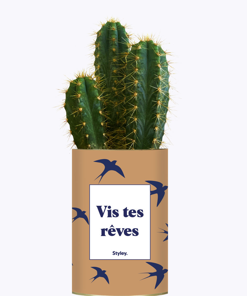 Vis tes rêves - Cactus