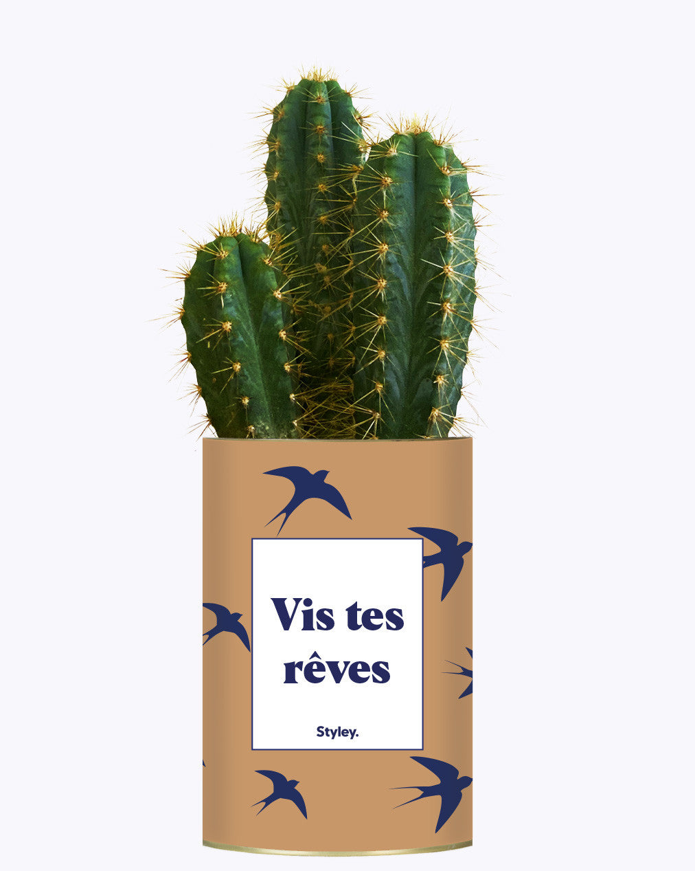 Vis tes rêves - Cactus