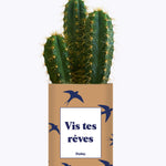 Vis tes rêves - Cactus