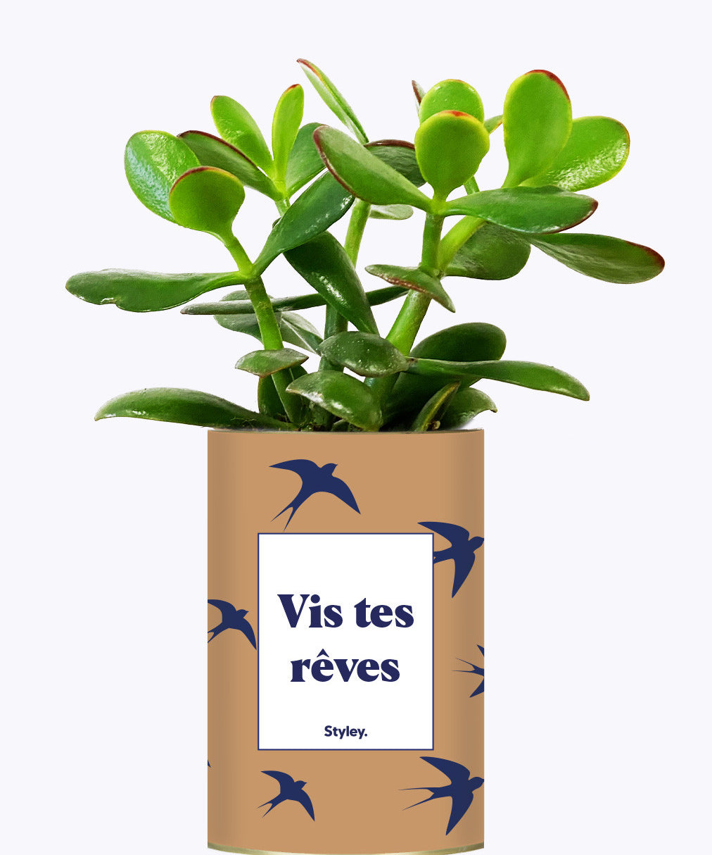 Vis tes rêves - Cactus