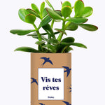 Vis tes rêves - Cactus