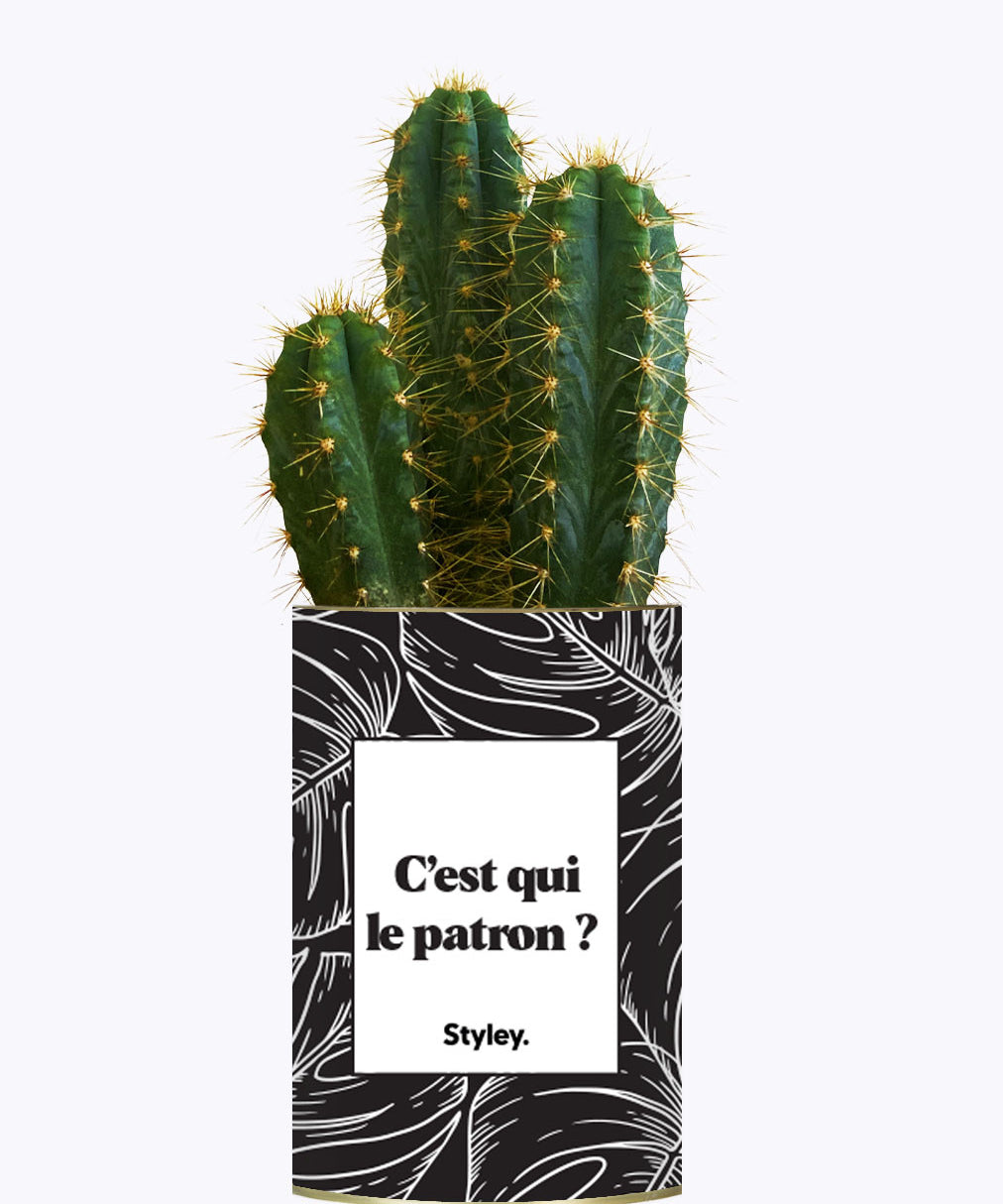 C'est qui le patron ? - Cactus
