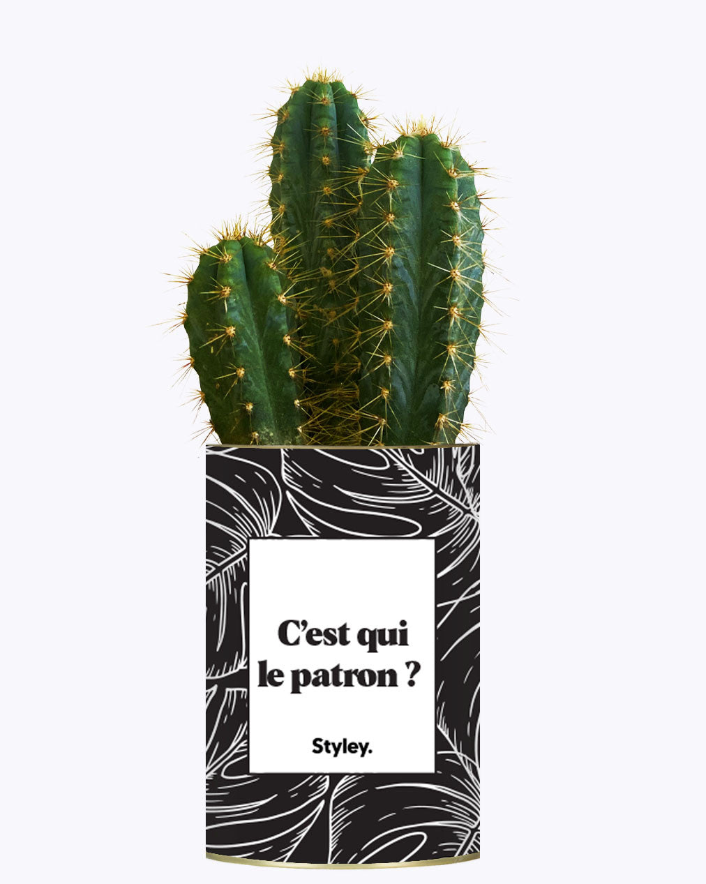 C'est qui le patron ? - Cactus