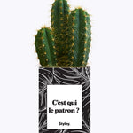 C'est qui le patron ? - Cactus