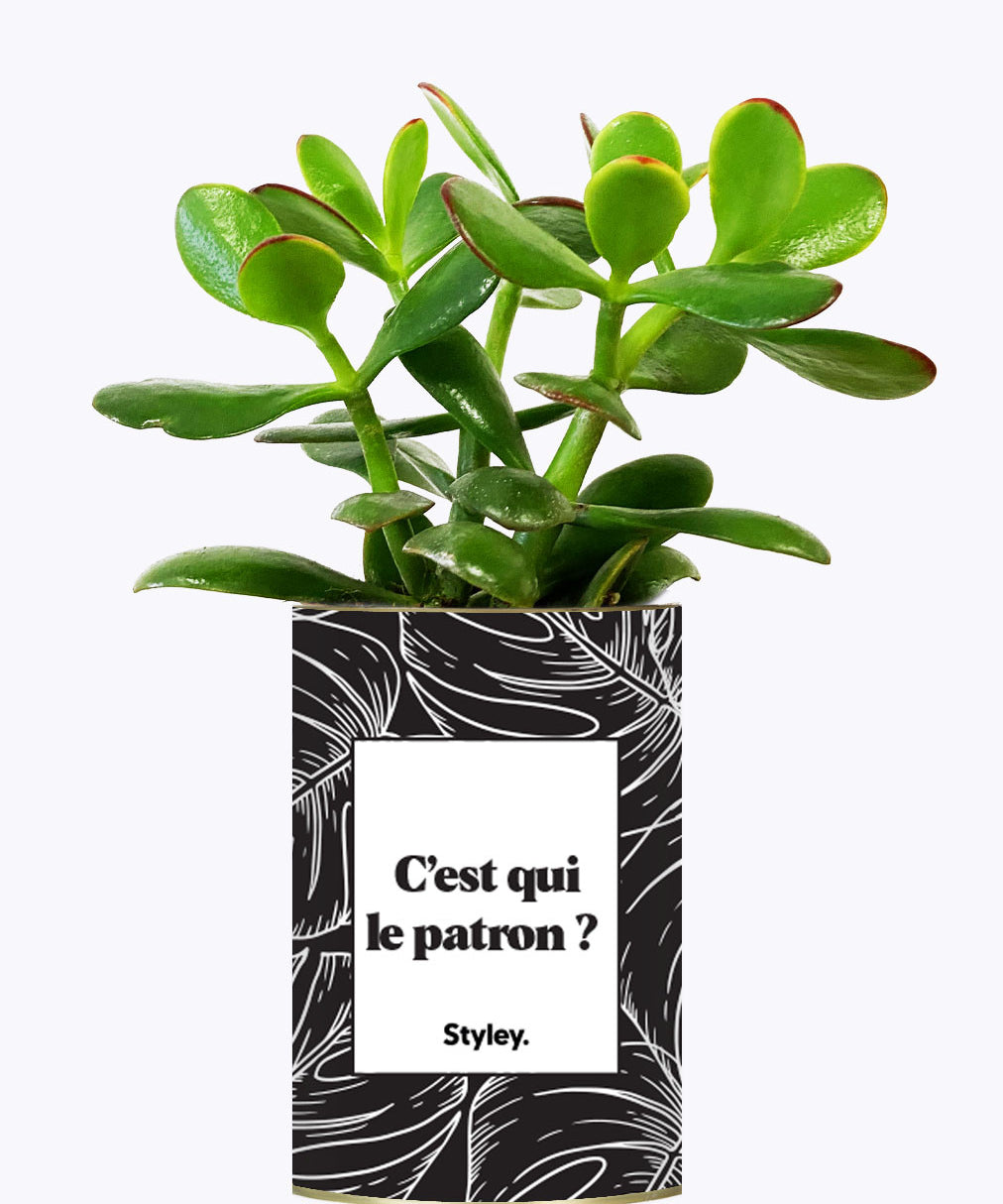 C'est qui le patron ? - Cactus