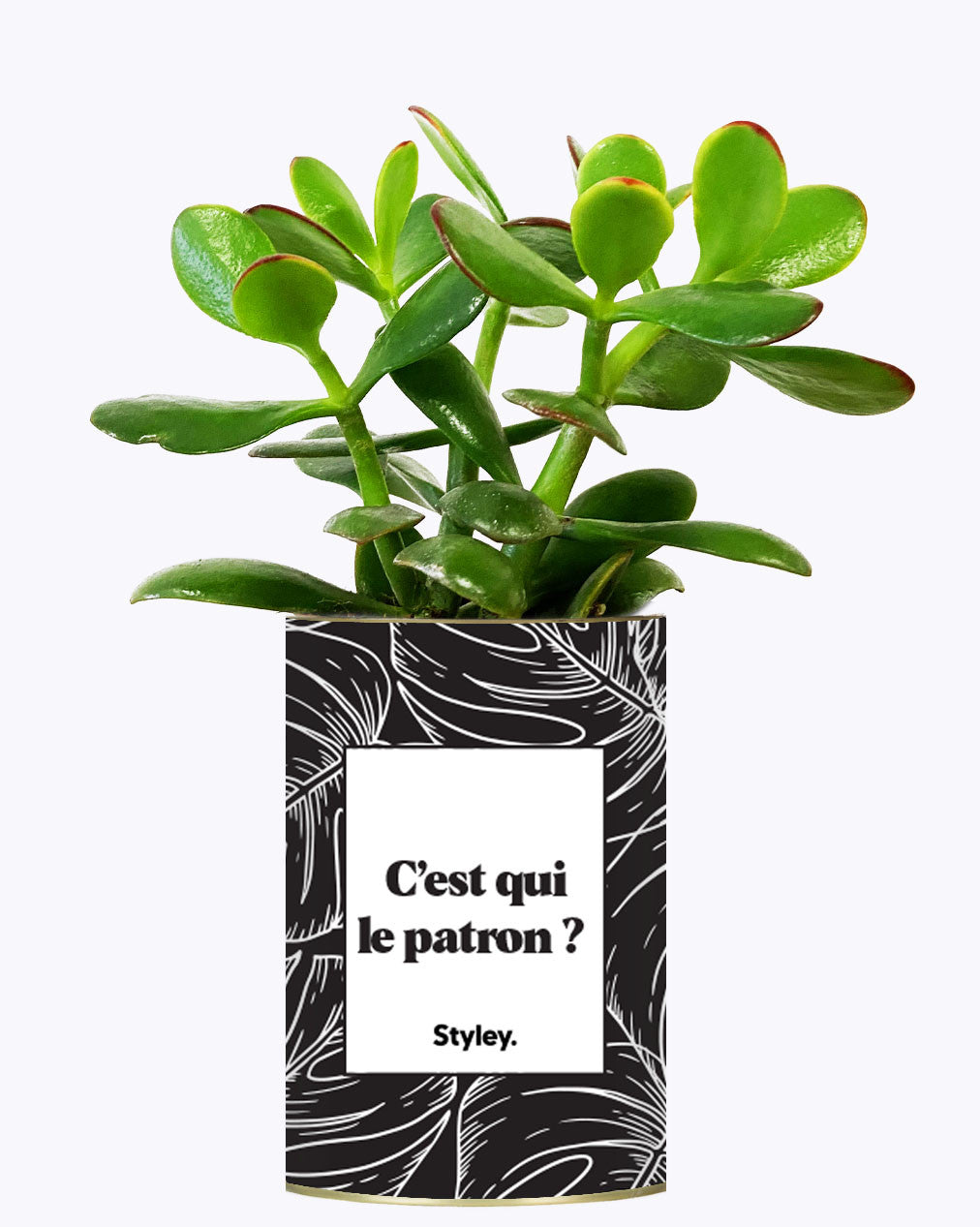 C'est qui le patron ? - Cactus
