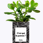 C'est qui le patron ? - Cactus