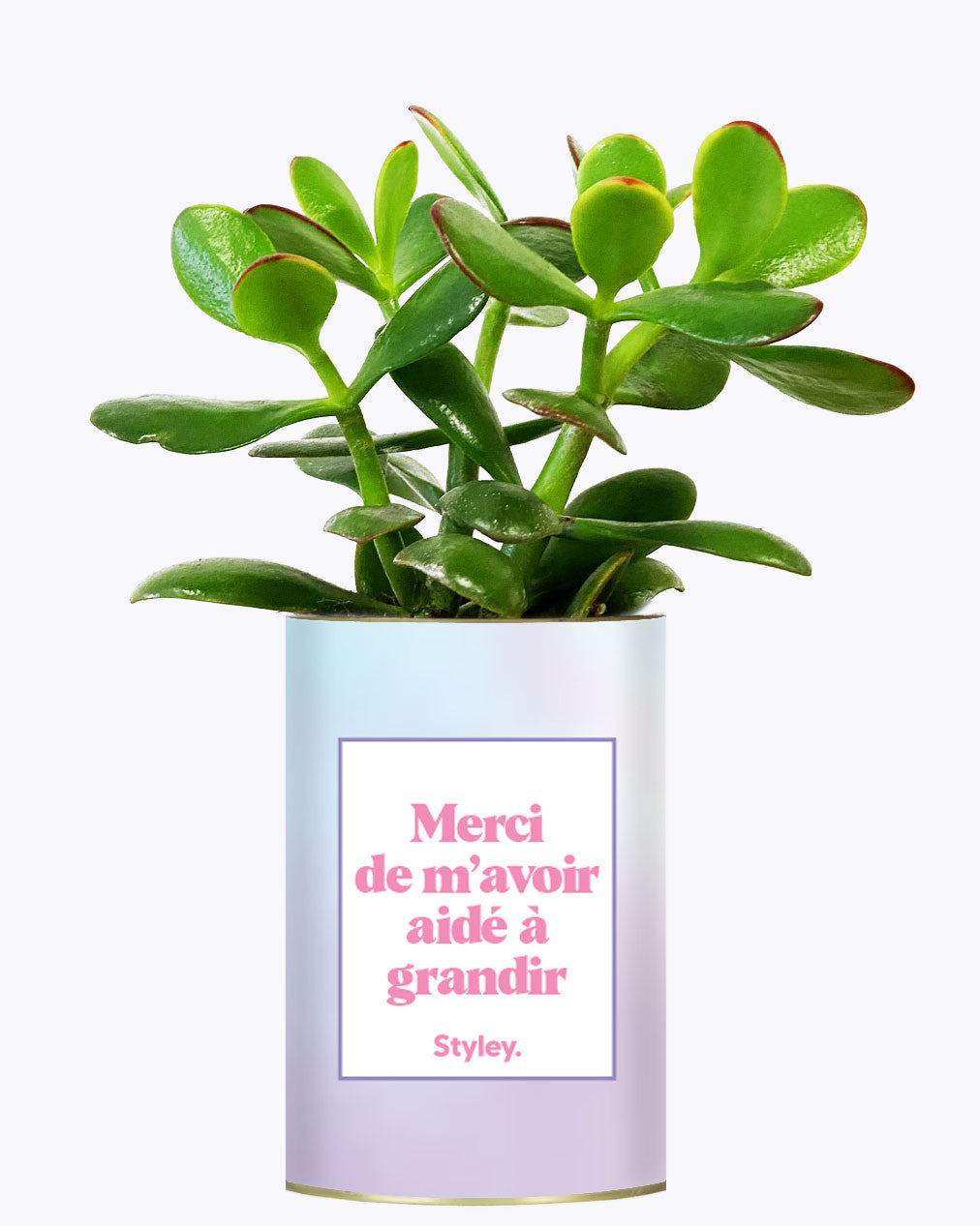 Merci de m'avoir aidé à grandir - Cactus