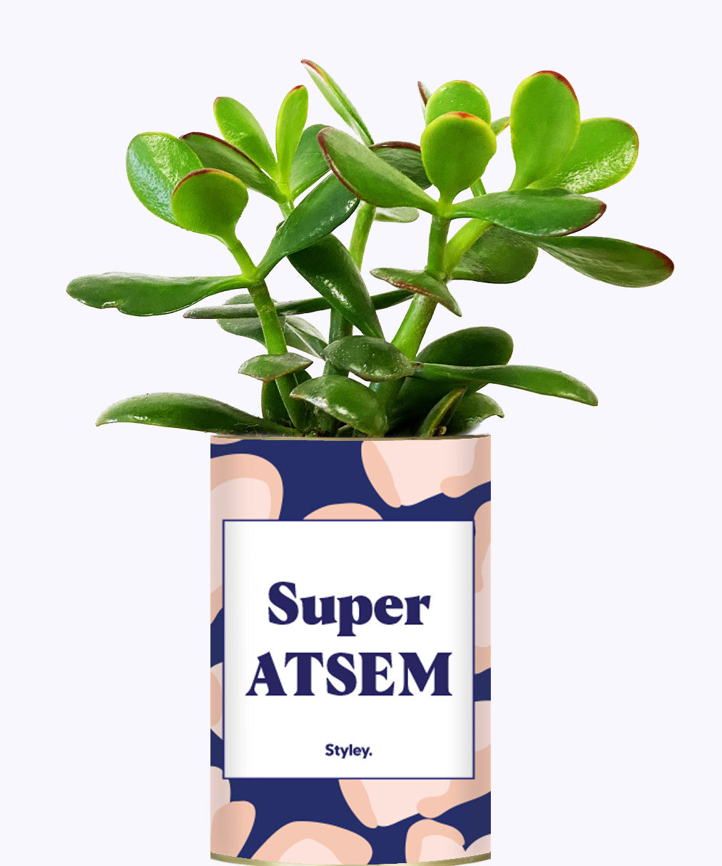 Super ATSEM - Cactus